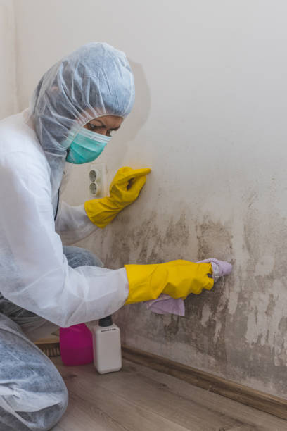 Trusted Spring Grove, PA Mold Removal Experts