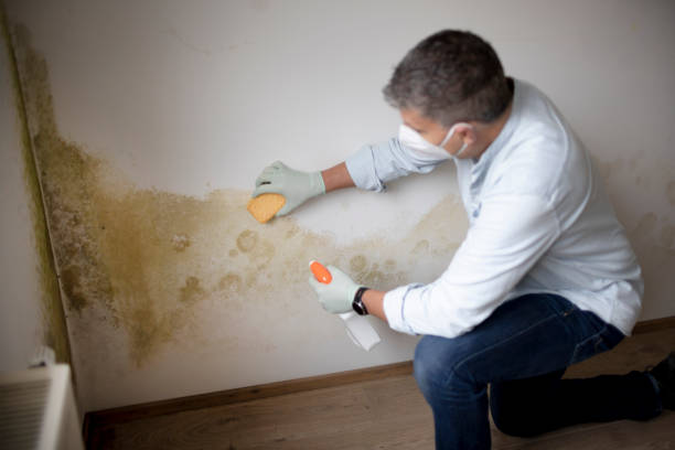 Mold Odor Removal Services in Spring Grove, PA
